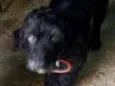 Nenê