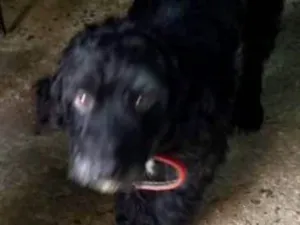 Cachorro raça SRD idade 4 anos nome Nenê