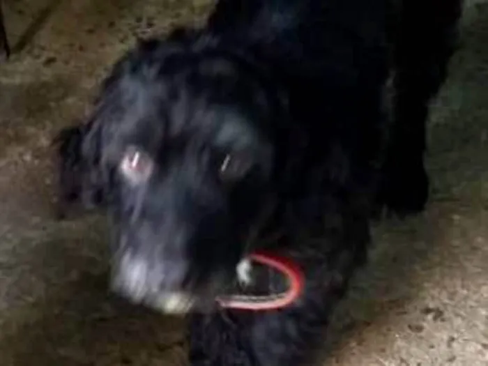 Cachorro ra a SRD idade 4 anos nome Nenê