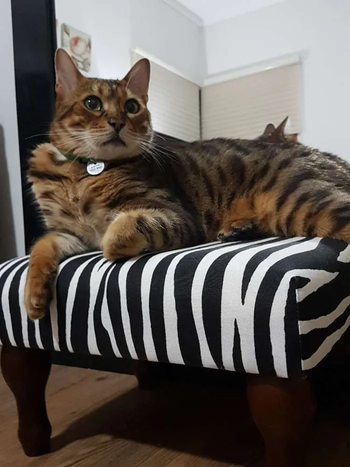 Gato ra a Bengal idade 5 anos nome Bono Vox