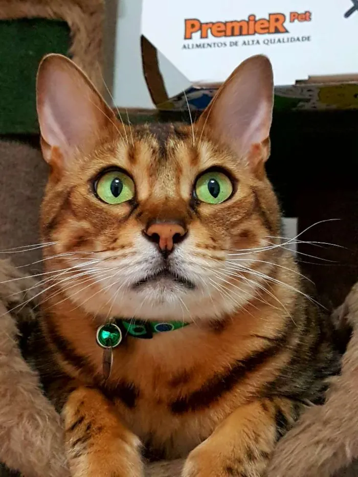 Gato ra a Bengal idade 5 anos nome Bono Vox