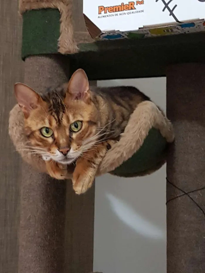Gato ra a Bengal idade 5 anos nome Bono Vox