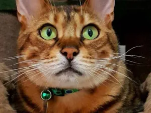 Gato raça Bengal idade 5 anos nome Bono Vox