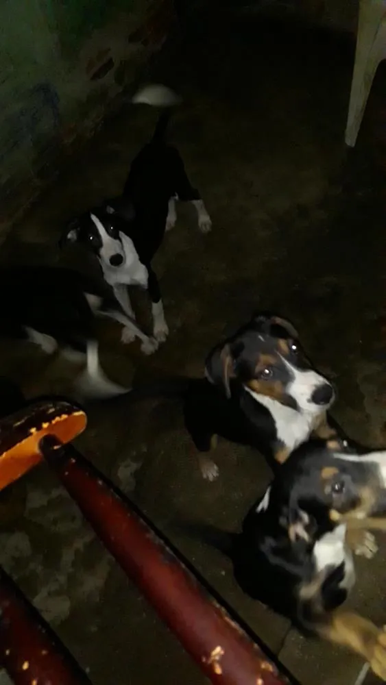 Cachorro ra a Vira lata  idade 2 a 6 meses nome Nenhum