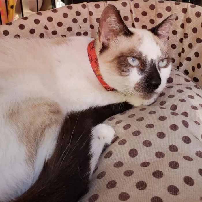 Gato ra a  idade 2 a 6 meses nome Aretha