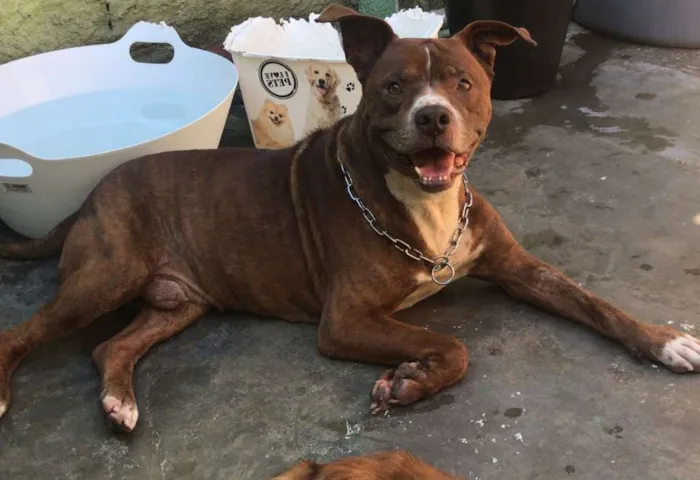 Cachorro ra a Pit-Bull idade 5 anos nome Marley