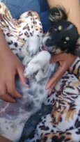 Laila