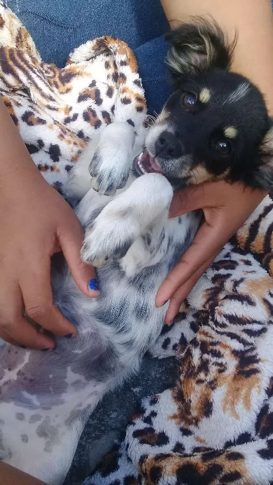 Cachorro raça Vira lata idade 2 a 6 meses nome Laila