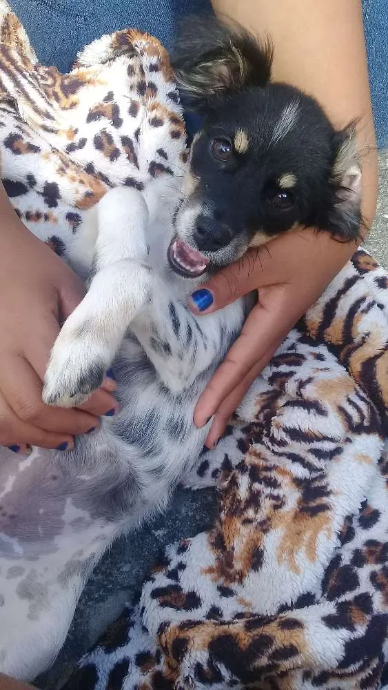 Cachorro raça Vira lata idade 2 a 6 meses nome Laila