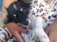 Laila
