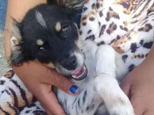 Cachorro raça Vira lata idade 2 a 6 meses nome Laila