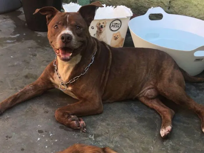 Cachorro ra a Pit-Bull idade 5 anos nome Marley
