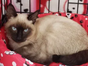 Gato raça  idade 2 a 6 meses nome Brigitte