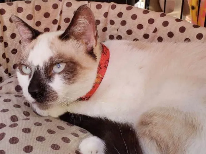 Gato ra a  idade 2 a 6 meses nome Aretha