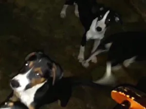 Cachorro raça Vira lata  idade 2 a 6 meses nome Nenhum
