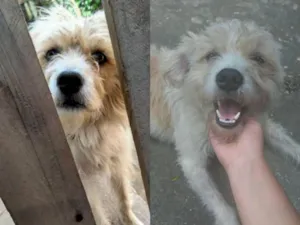 Cachorro raça Vira lata com poodle idade 3 anos nome Jhonny