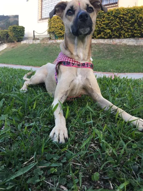 Cachorro ra a sem raça  idade 2 anos nome Mixirica