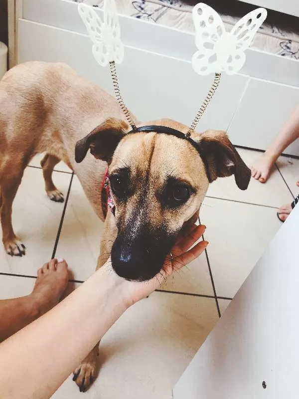 Cachorro ra a sem raça  idade 2 anos nome Mixirica