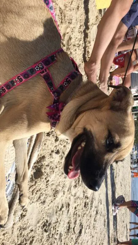Cachorro ra a sem raça  idade 2 anos nome Mixirica