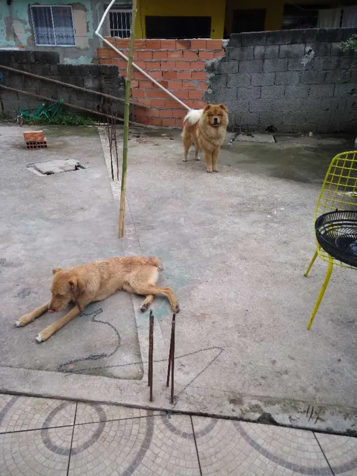Cachorro ra a Chow Chow é um viralata  idade 1 ano nome Luís Antônio e Thor 