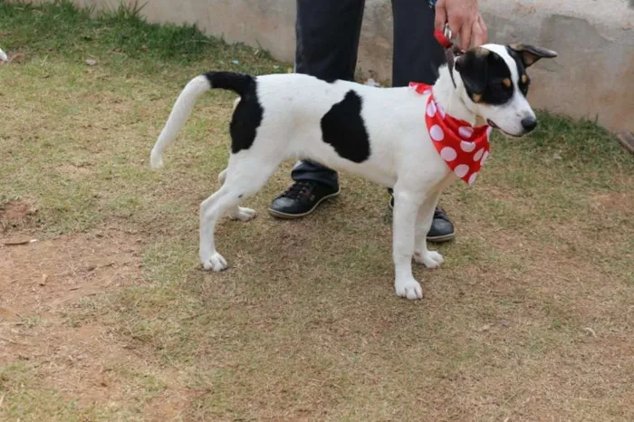 Cachorro ra a SRD idade 1 ano nome SPIKE