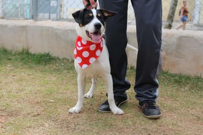 Cachorro ra a SRD idade 1 ano nome SPIKE