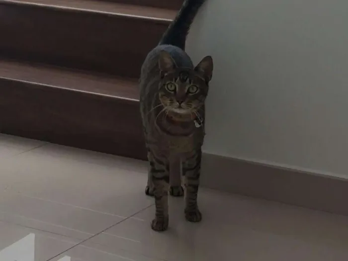 Gato ra a SRD idade 2 anos nome Madruga