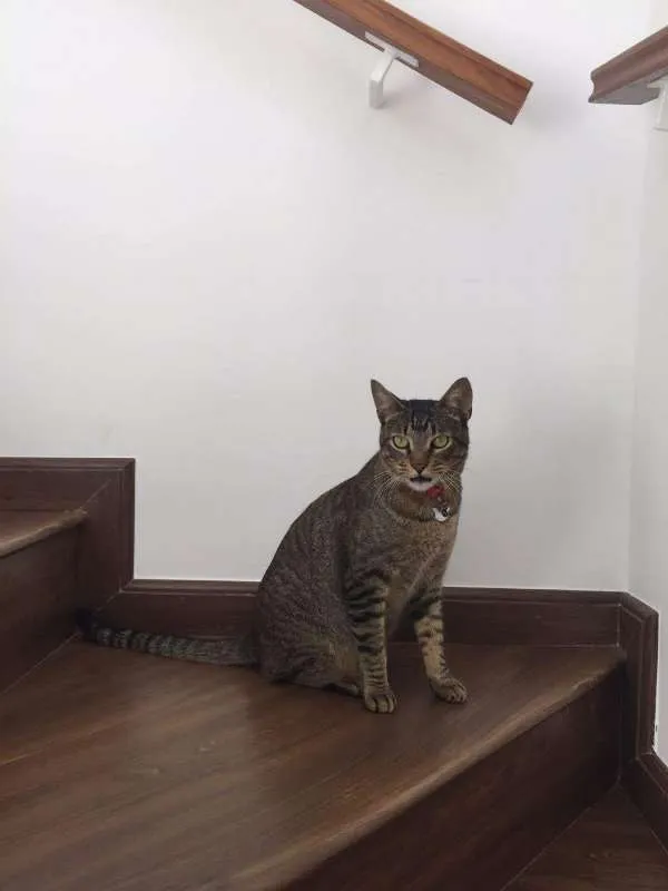 Gato ra a SRD idade 2 anos nome Madruga