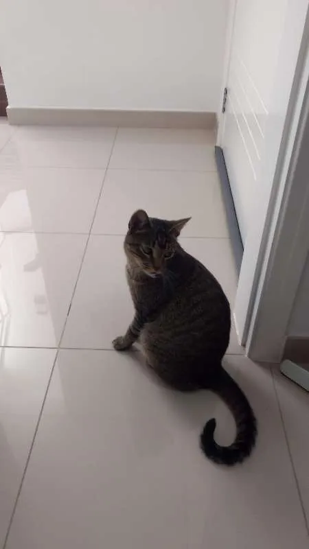 Gato ra a SRD idade 2 anos nome Madruga
