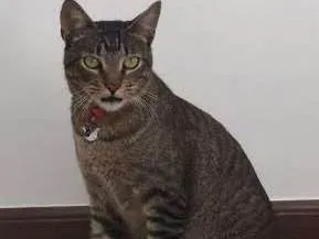 Gato ra a SRD idade 2 anos nome Madruga