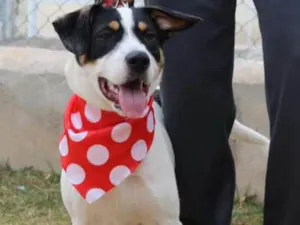 Cachorro raça SRD idade 1 ano nome SPIKE