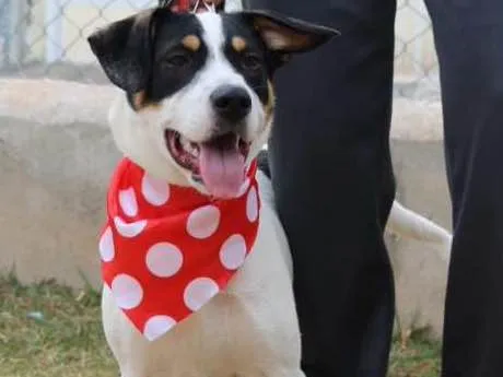 Cachorro ra a SRD idade 1 ano nome SPIKE