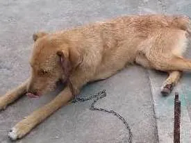Cachorro ra a Chow Chow é um viralata  idade 1 ano nome Luís Antônio e Thor 