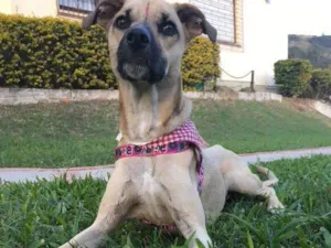Cachorro raça sem raça  idade 2 anos nome Mixirica