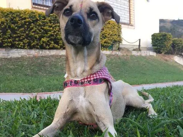 Cachorro ra a sem raça  idade 2 anos nome Mixirica