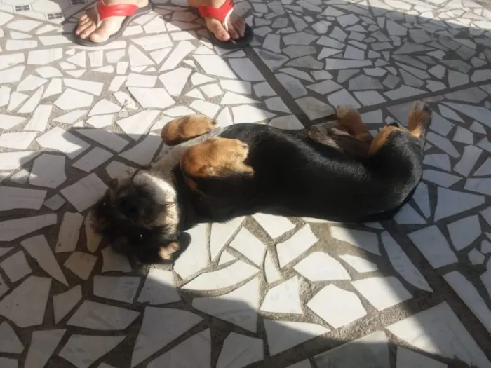 Cachorro ra a Yorkshire e outros idade  nome -