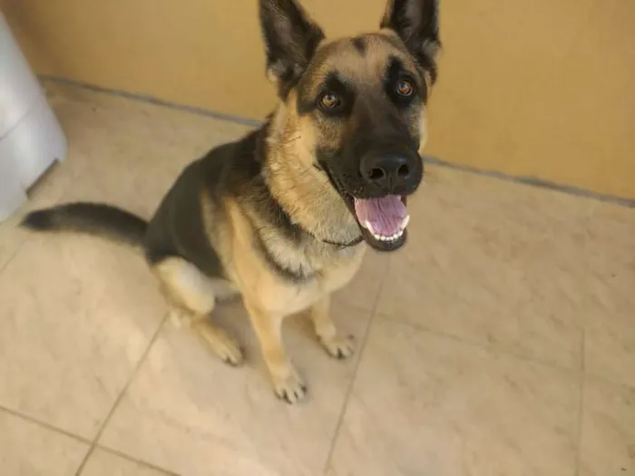 Cachorro raça Pastor Alemão idade 2 anos nome Baruk