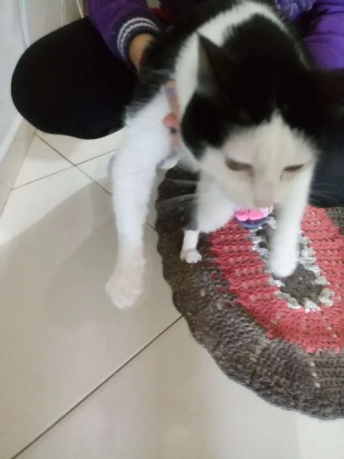 Gato raça Nao sei idade 4 anos nome Martin