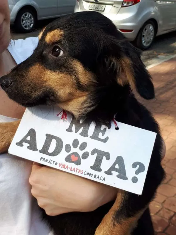 Cachorro ra a srd idade 2 a 6 meses nome Joca