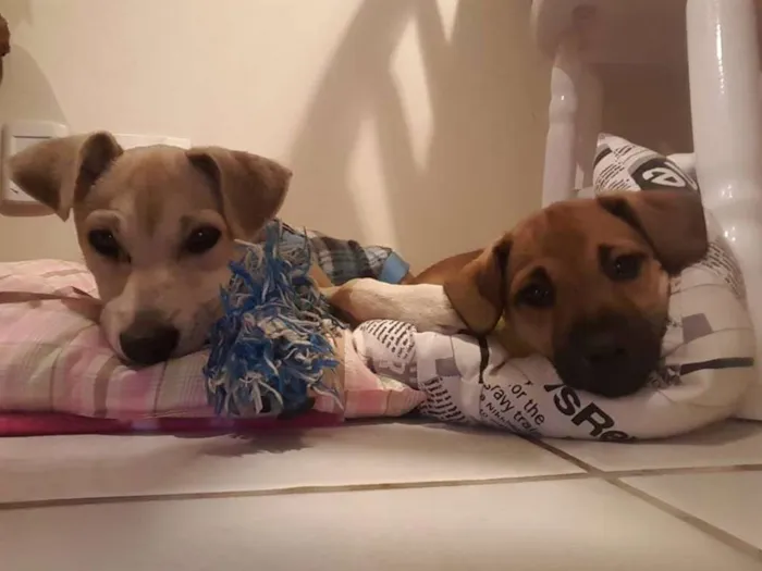Cachorro ra a SRD idade 2 a 6 meses nome Meg