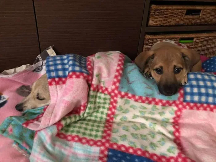 Cachorro ra a SRD idade 2 a 6 meses nome Meg