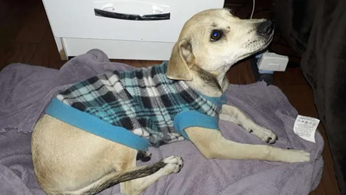Cachorro ra a SRD idade 2 a 6 meses nome Meg