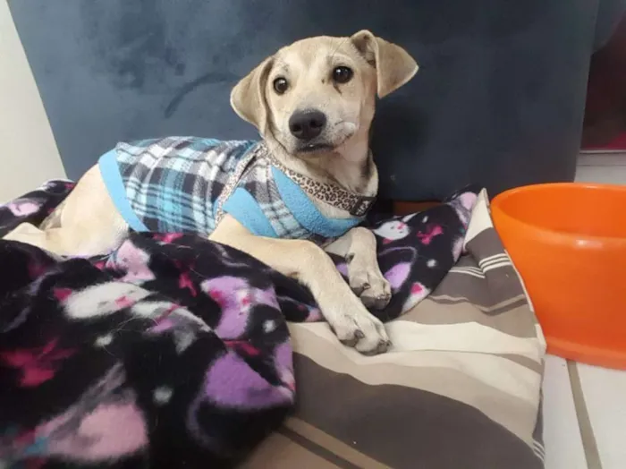 Cachorro ra a SRD idade 2 a 6 meses nome Meg