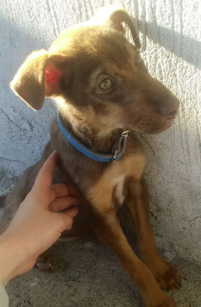 Cachorro ra a Sem raça definida idade 2 a 6 meses nome Toby