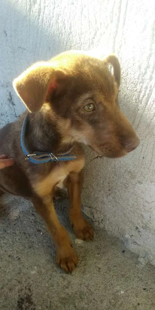 Cachorro ra a Sem raça definida idade 2 a 6 meses nome Toby