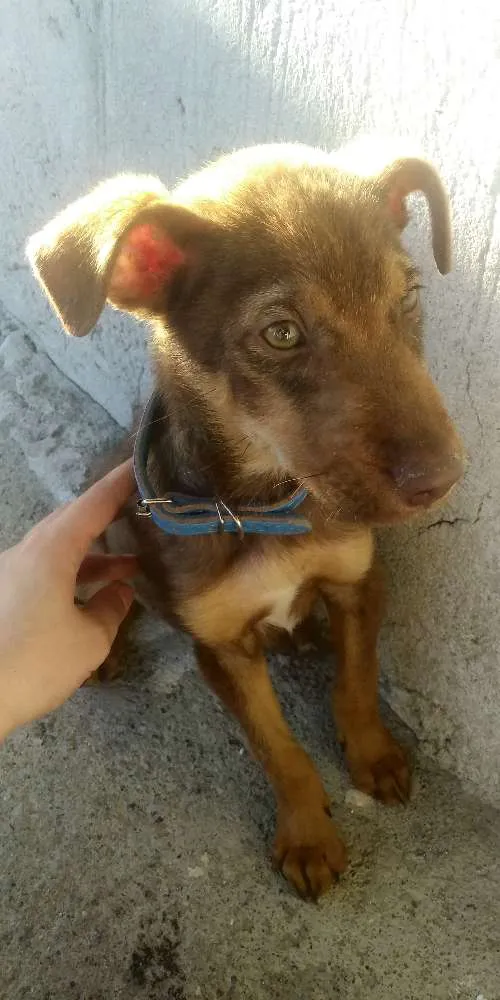 Cachorro ra a Sem raça definida idade 2 a 6 meses nome Toby