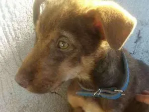 Cachorro raça Sem raça definida idade 2 a 6 meses nome Toby