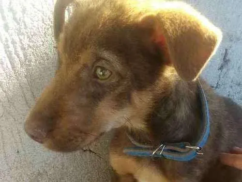 Cachorro ra a Sem raça definida idade 2 a 6 meses nome Toby