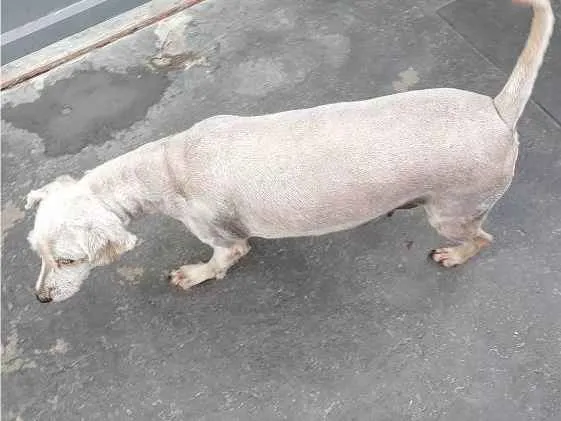 Cachorro ra a Vira-Lata idade 4 anos nome Capitu