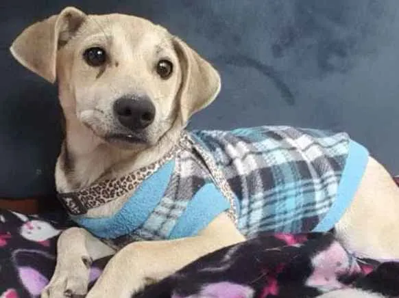 Cachorro ra a SRD idade 2 a 6 meses nome Meg